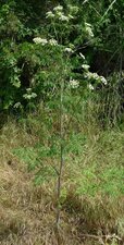Conium maculatum Plant